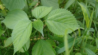Laportea canadensis, photographed by Ryan Sorrells