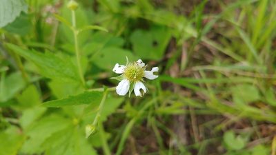 Geum canadense, photographed by Ryan Sorrells