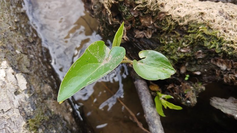Saururus cernuus, photographed by Ryan Sorrells