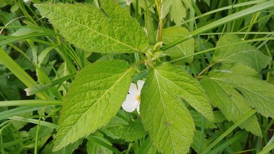 Cryptotaenia canadensis, photographed by Ryan Sorrells