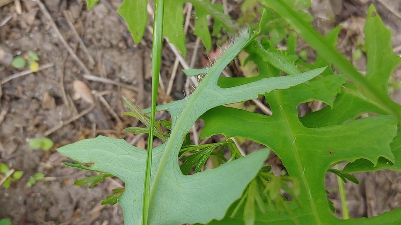 Lactuca canadensis, photographed by Ryan Sorrells