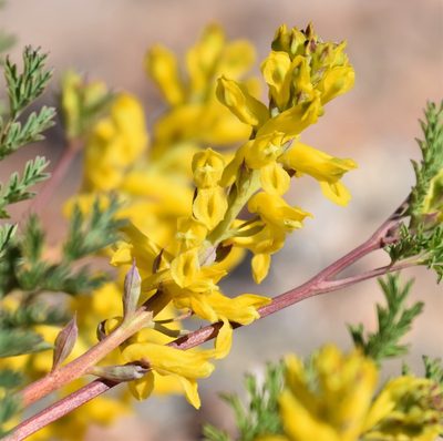 Corydalis aurea, photographed by Eric Lamb