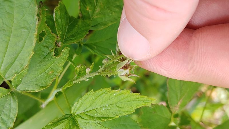 Rubus occidentalis, photographed by Ryan Sorrells