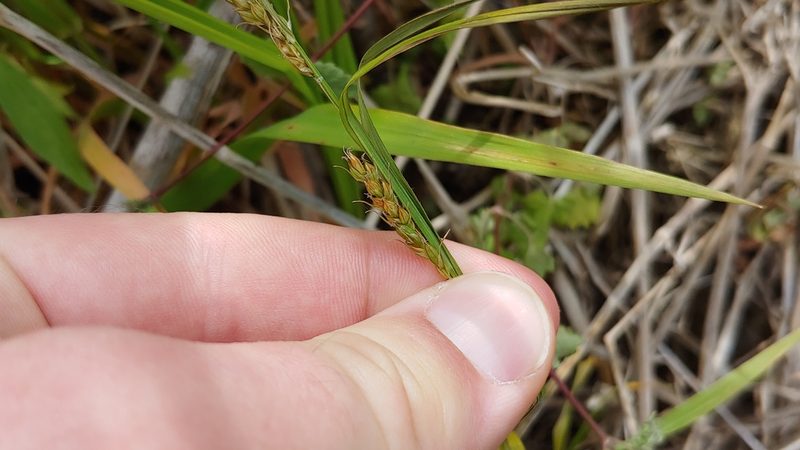 Carex davisii, photographed by Ryan Sorrells
