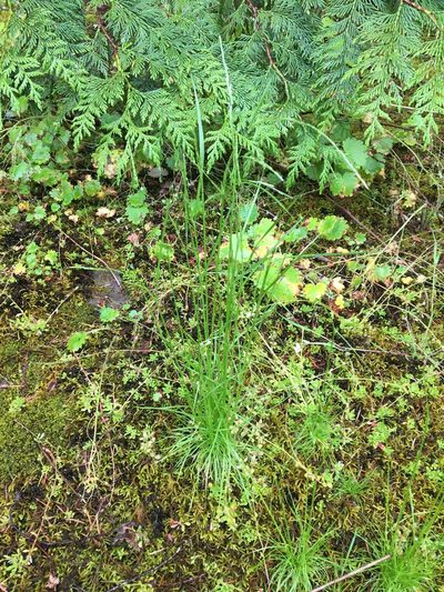 Deschampsia danthonioides, photographed by Ed Alverson