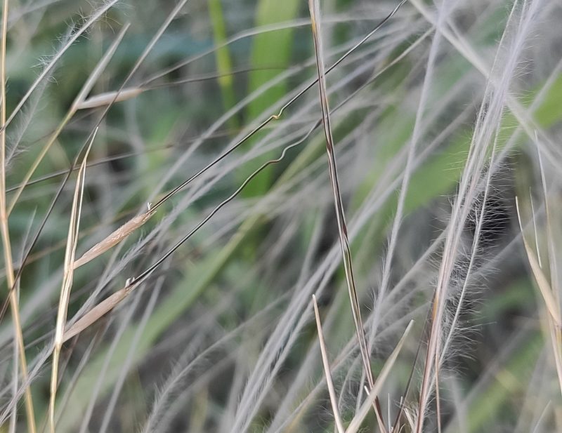Stipa lessingiana, photographed by KAnatoliy