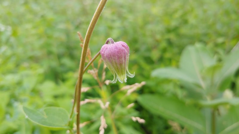 Clematis pitcheri, photographed by Ryan Sorrells
