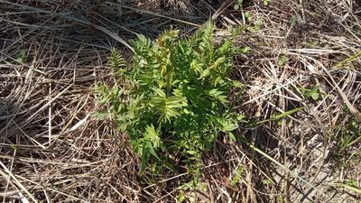 Polemonium caeruleum, photographed by Tatiana Strus