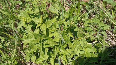 Lamium album, photographed by Tatiana Strus
