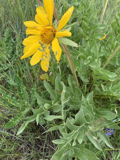 Balsamorhiza macrophylla, photographed by brunsonm