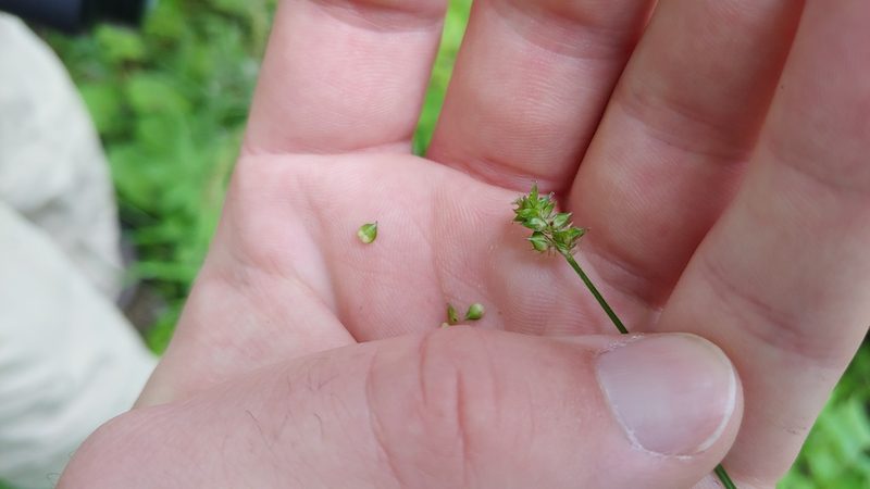 Carex leavenworthii, photographed by Ryan Sorrells