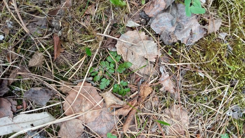 Sceptridium multifidum, photographed by Tatiana Strus