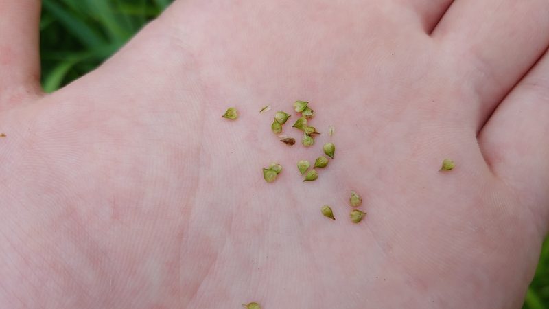 Carex aggregata, photographed by Ryan Sorrells