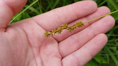 Carex aggregata, photographed by Ryan Sorrells