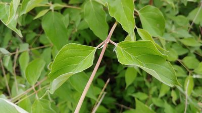 Cornus racemosa, photographed by Ryan Sorrells
