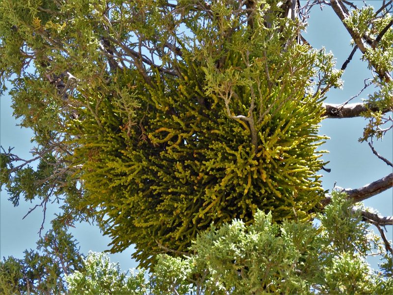 Phoradendron juniperinum, photographed by Annika Lindqvist