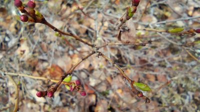 Vaccinium uliginosum, photographed by Tatiana Strus