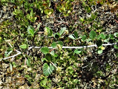 Cercocarpus montanus, photographed by Annika Lindqvist