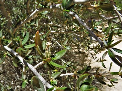 Cercocarpus ledifolius, photographed by Annika Lindqvist