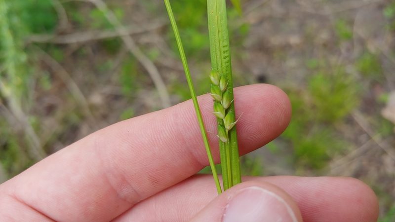 Carex oligocarpa, photographed by Ryan Sorrells