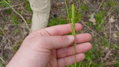 Carex oligocarpa, photographed by Ryan Sorrells