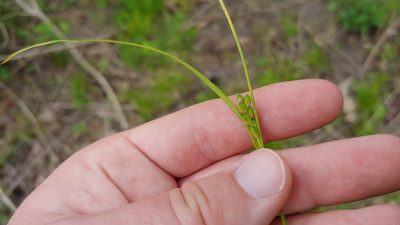 Carex oligocarpa, photographed by Ryan Sorrells