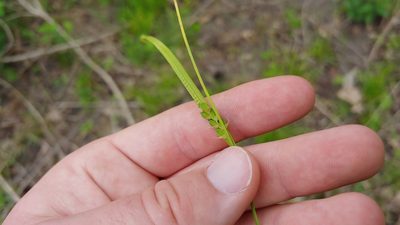 Carex oligocarpa, photographed by Ryan Sorrells