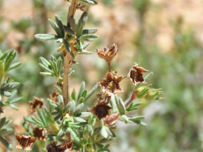 Dasiphora fruticosa, photographed by Annika Lindqvist