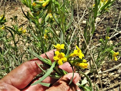 Lithospermum multiflorum, photographed by Annika Lindqvist