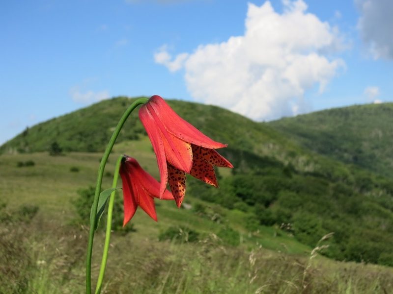 Lilium grayi, photographed by Evan M. Raskin