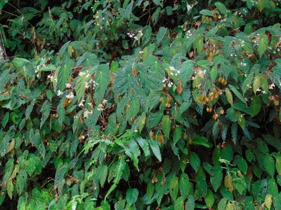 Begonia declinata, photographed by Diogo Luiz