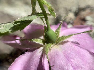 Rosa woodsii