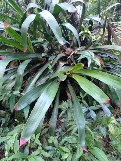 Wittrockia superba, photographed by Diogo Luiz