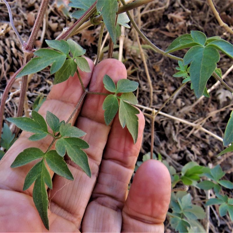 Clematis columbiana, photographed by Annika Lindqvist