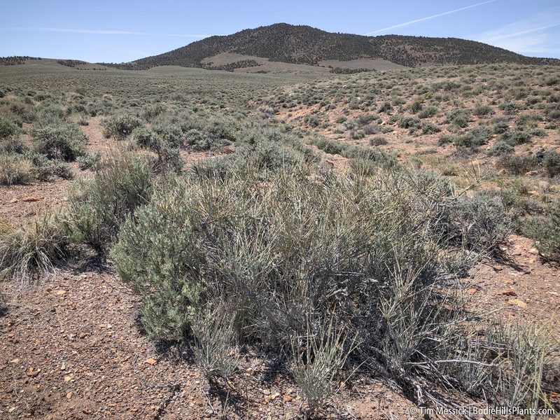 Ephedra nevadensis, photographed by Tim Messick