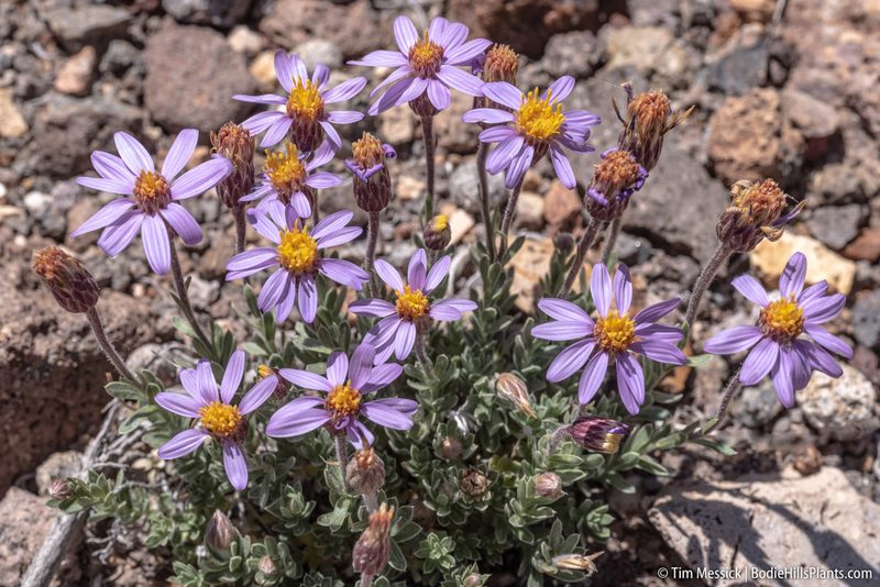 Ionactis alpina, photographed by Tim Messick
