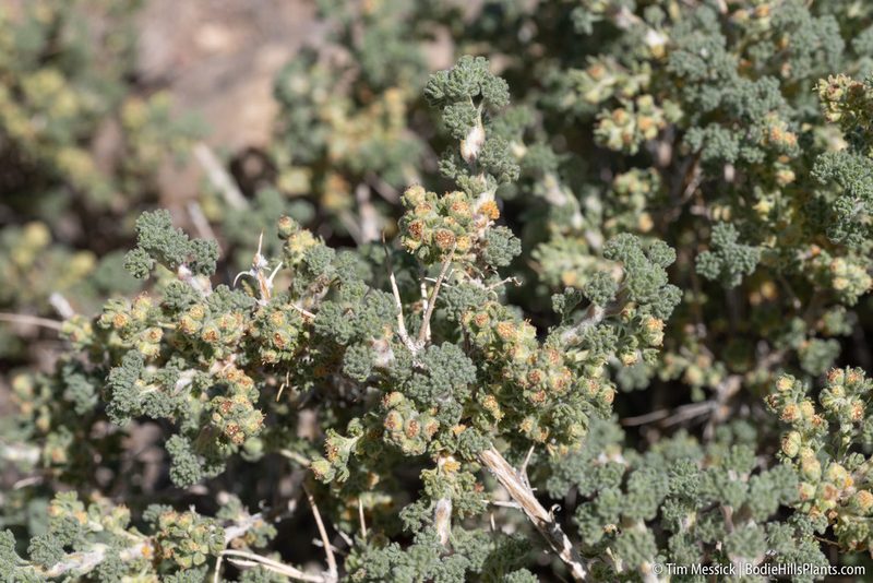 Picrothamnus desertorum, photographed by Tim Messick