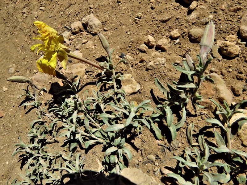Oenothera lavandulifolia, photographed by Annika Lindqvist