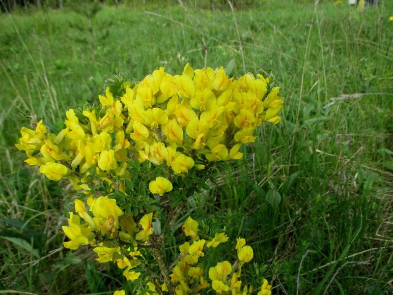 Chamaecytisus ruthenicus, photographed by Эльмира