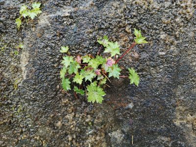 Boykinia occidentalis