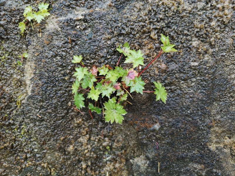 Boykinia occidentalis, photographed by Jens-Christian Svenning