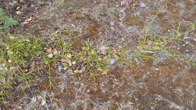 Lycopodium clavatum, photographed by Tatiana Strus
