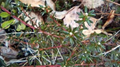 Empetrum nigrum