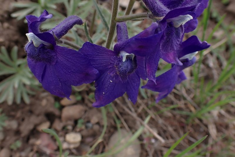 Delphinium bicolor, photographed by mfeaver