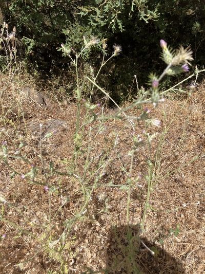 Silene dichotoma, photographed by Andre Hosper
