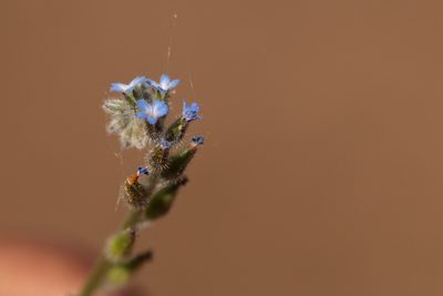 Myosotis stricta, photographed by Вячеслав Юсупов