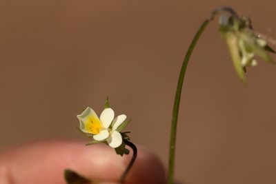 Viola arvensis, photographed by Вячеслав Юсупов