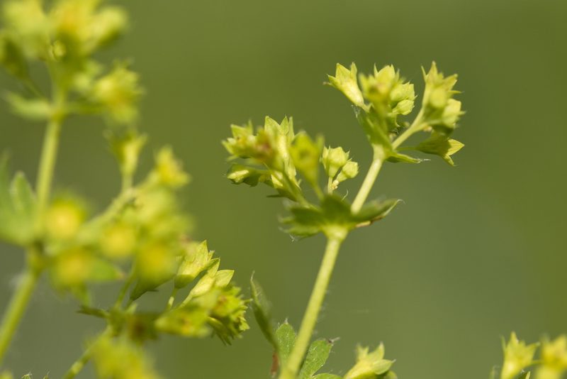 Alchemilla micans, photographed by Вячеслав Юсупов