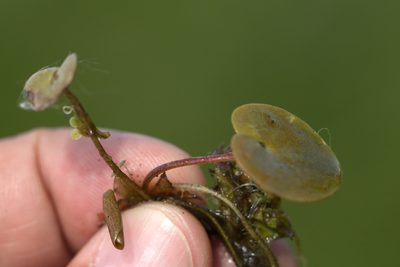 Hydrocharis morsus-ranae, photographed by Вячеслав Юсупов