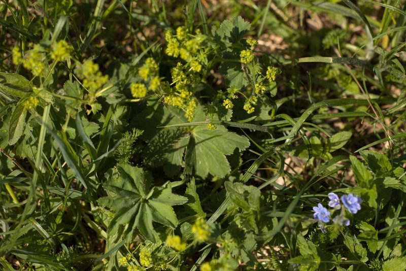 Alchemilla argutiserrata, photographed by Вячеслав Юсупов